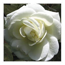 Блейз Супериор