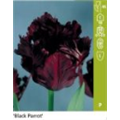 Блэк Пэррот
