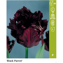 Блэк Пэррот