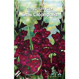 Блэк Сюрпрайз