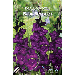 Блэк Вельвет