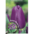 Тюльпан Триумф Блю Бьюти