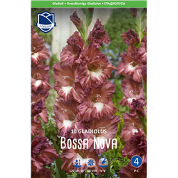 Гладиолус Босса Нова