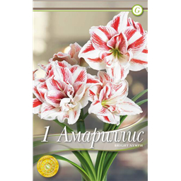 Брайт Нимф