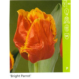 Бриджет Пэррот