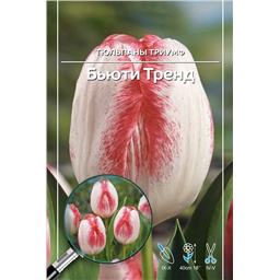 Тюльпан Триумф Бьюти Тренд