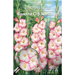 Бьюти оф Холанд