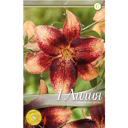 Чоколат Эвент