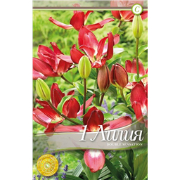 Дабл Сенсейшн