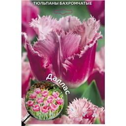 Тюльпан Бахромчатый Даллас