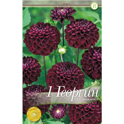 Дарк Спирит