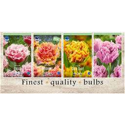 DCT-215 Тюльпаны Махровые Бахромчатые(4x50шт.)12/+