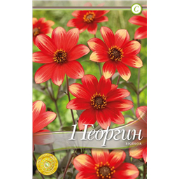 Делегрия Биколор