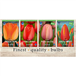 DHT-225 Тюльпаны Дарвиновые гибриды(4x50шт.)12/+