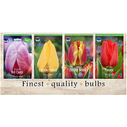 DHT-415 Тюльпаны Дарвиновые гибриды(4x40шт.)14/16