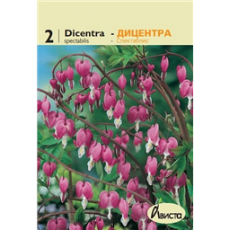 Дицентра спектраблис