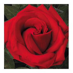 Диаманд Ред