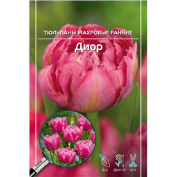 Тюльпан Махровый Ранний Диор