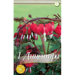 Дице́нтра Спектаблис Валентин