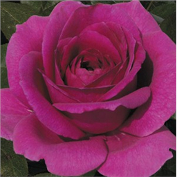 Дойче Велле