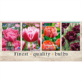 DOT-225 Тюльпаны Махровые Поздние(4x50шт.)12/+