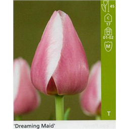 Дриминг Майд