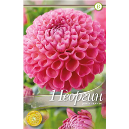 Джоуи Фрамбо