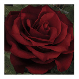 Джозефина Бручи