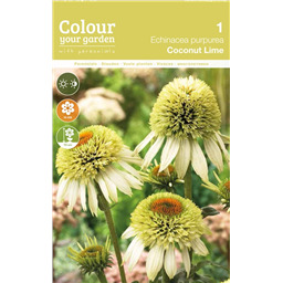 Эхинацея Коуконат Лайм