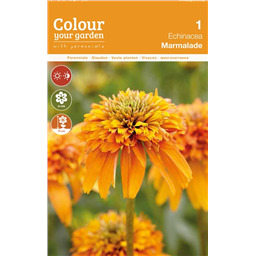 Эхинацея Мармелад