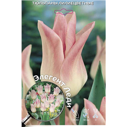 Тюльпан Лилиецветный Элегент Леди
