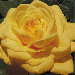 Йеллоу Субмарин