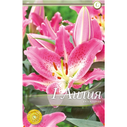 Энтертейнер