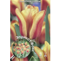 Тюльпан Триумф Эприкот Фокс