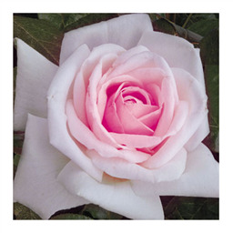 Эсмеральда