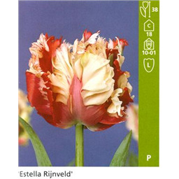 Эстела Ридженвелд