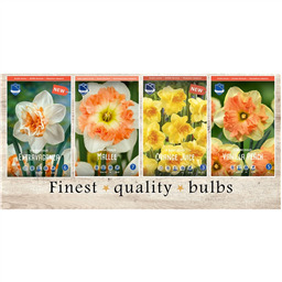 EXN-215 Нарциссы Экзотические (4x50шт.)12-14