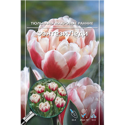 Тюльпан Махровый Ранний Фэнтези Леди