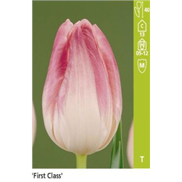 Фирст Класс