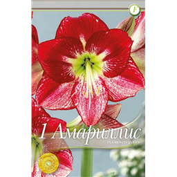 Фламенко Куин