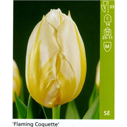 Флейминг Когетт