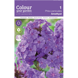 Флокс Аметист