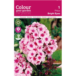 Флокс Брайт Айс