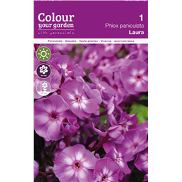 Флокс Лаура