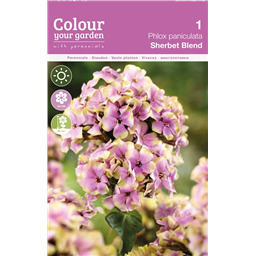 Флокс Щербет Бленд