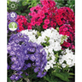 Флокс Смесь разноцветных