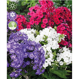 Флокс Смесь разноцветных