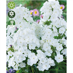 Флокс  Уайт