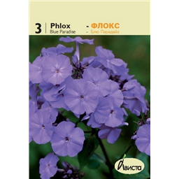 Флокс Блю Парадайз