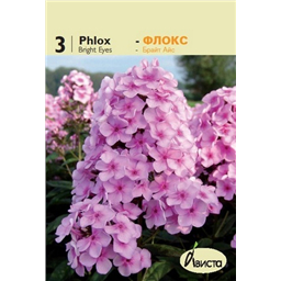 Флокс Брайт Айс